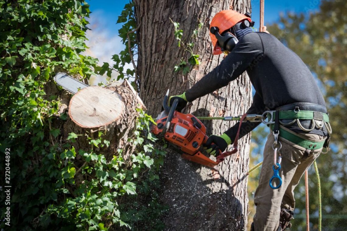 sydney tree lopping