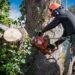 sydney tree lopping