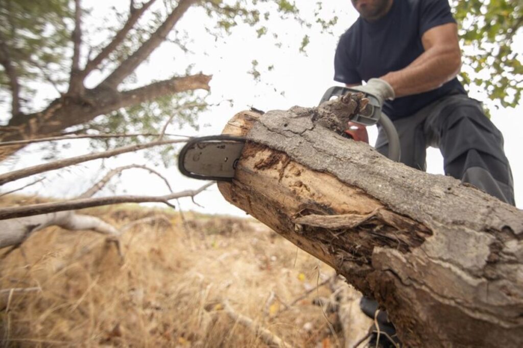 sydney tree lopping