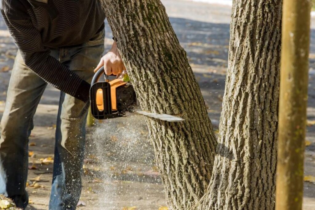 sydney tree lopping