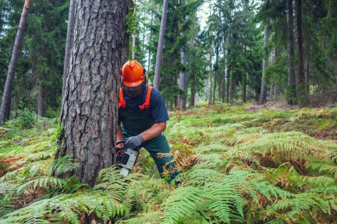 tree lopping