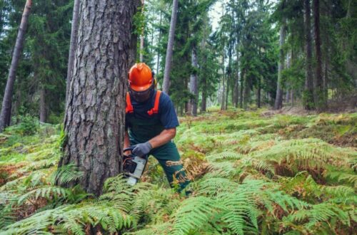 tree lopping